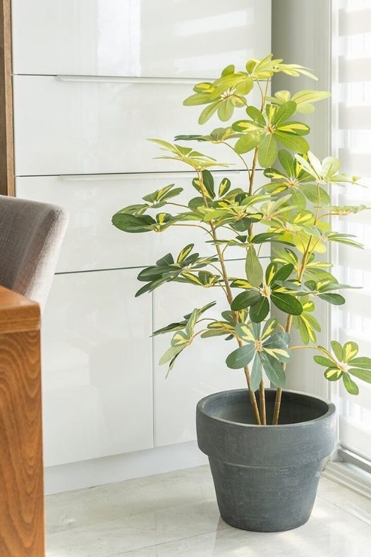 Schefflera dans un bueau - Décors Véronneau