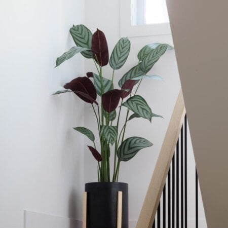 Artificial ctenanthe, 63