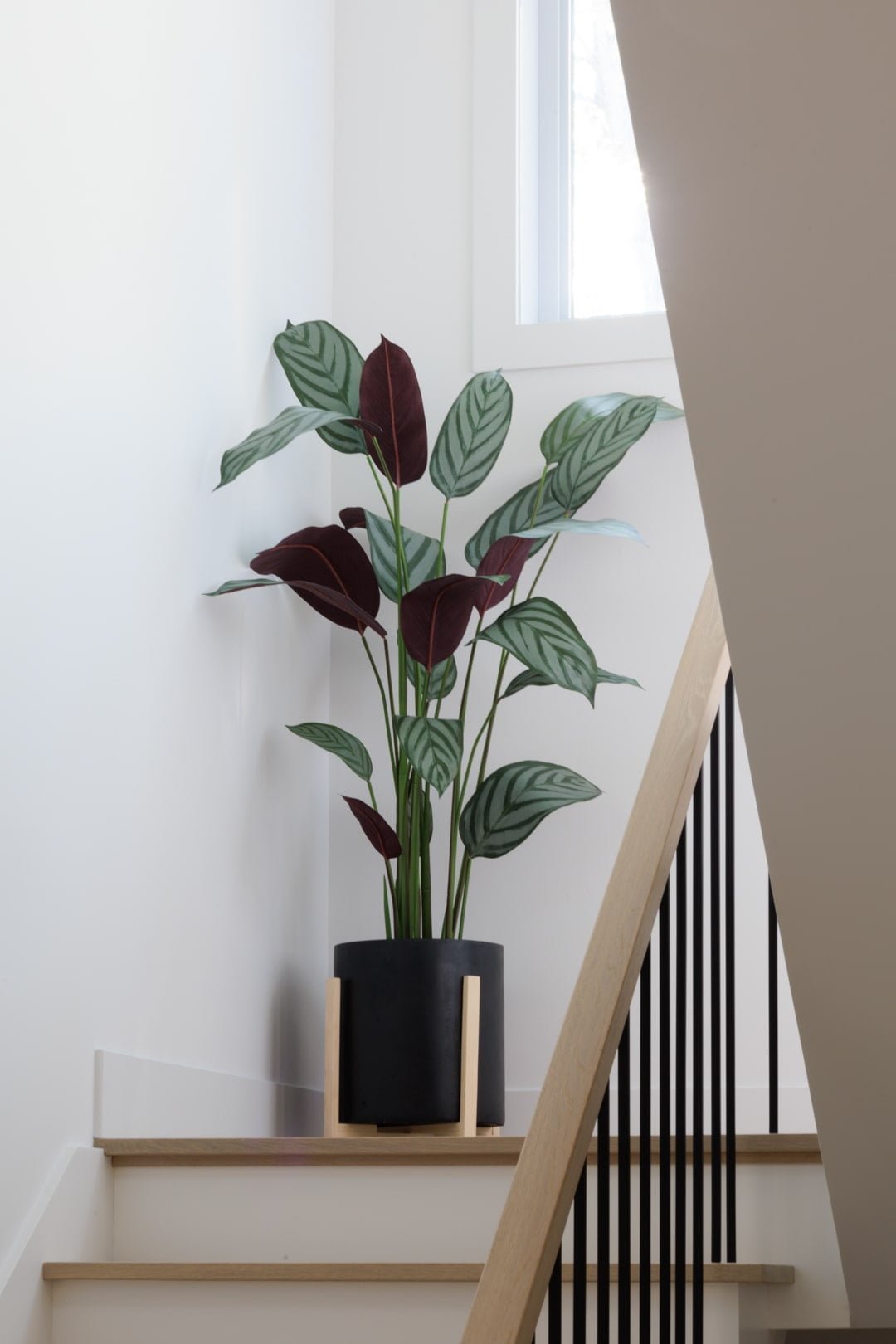 Cténante - Décors Véronneau