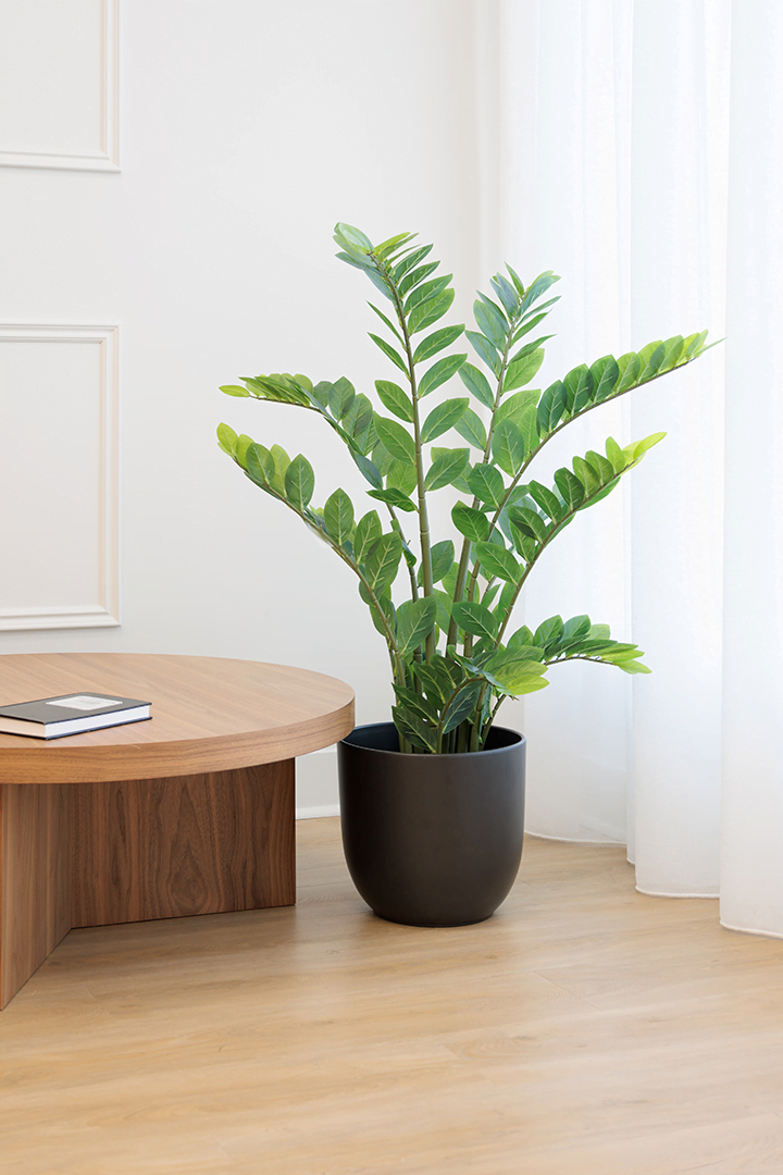 zamioculcas - Décors Véronneau