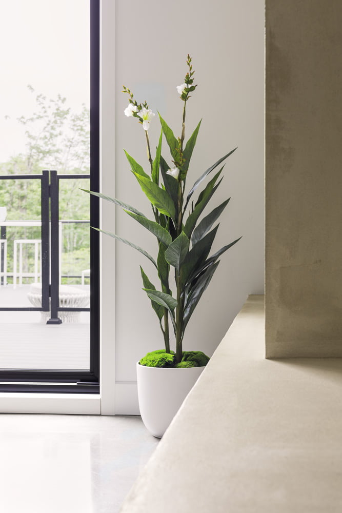 Épilobe fleuri dans une pièce ensoleillée - Décors Véronneau