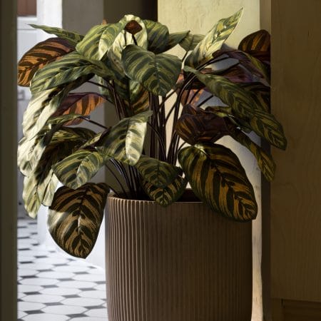 Plante artificielle calathéa makoyana, 30