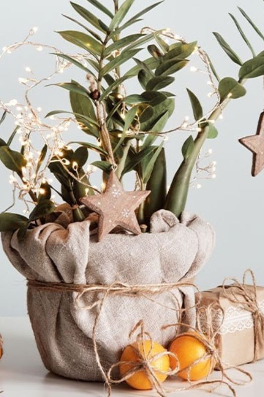 Zamioculcas décoré d'ornements de Noël - Décors Véronneau