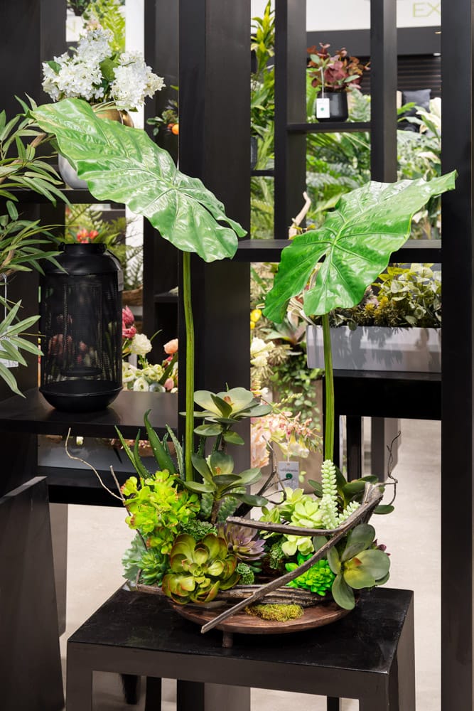 Création tropicale avec succulentes et feuilles d'alocasia géantes - Décors Véronneau