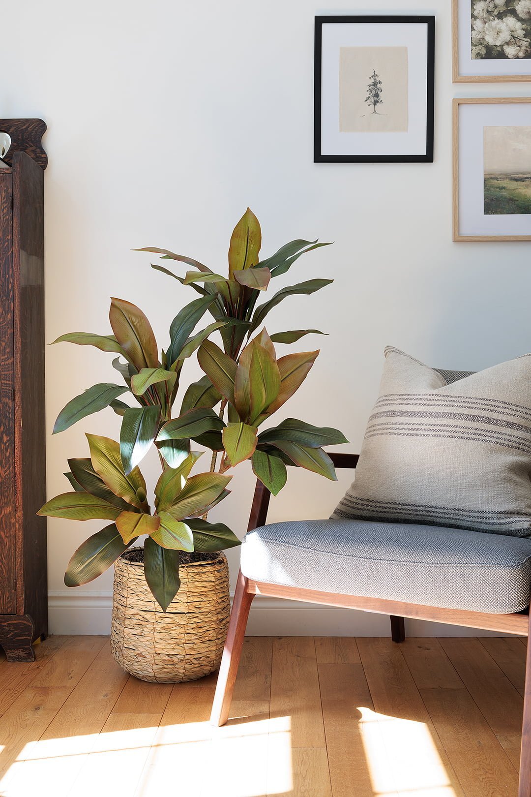 Cordyline au teintes vertes et bourgogne dans un panier - Décors Véronneau