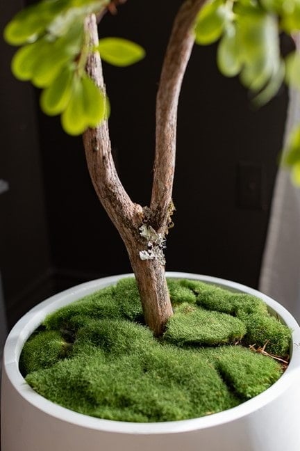 Mousse verte artificielle texturée, 13 x 9