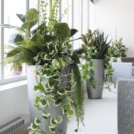 Feuillage de jade retombant bicolore artificiel, 48'' - Décors Véronneau