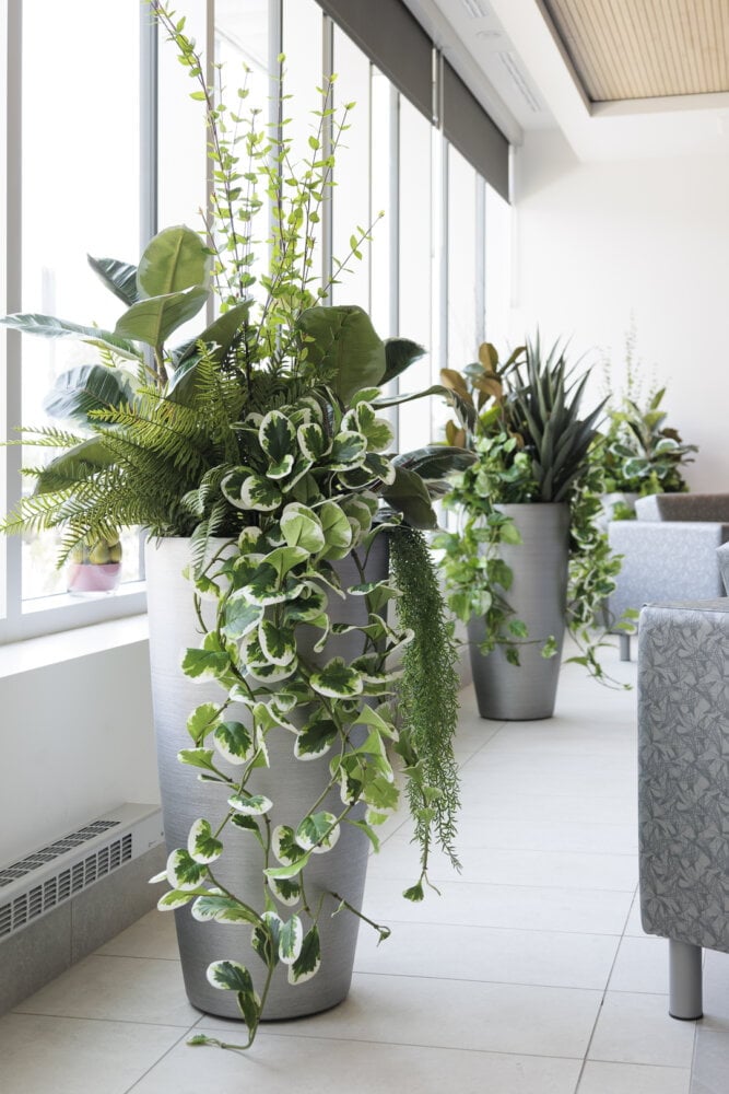 Arrangement de sol avec plantes mixtes - Décors Véronneau