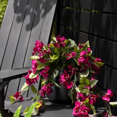 Potted purple bougainvillea, 22 x 12