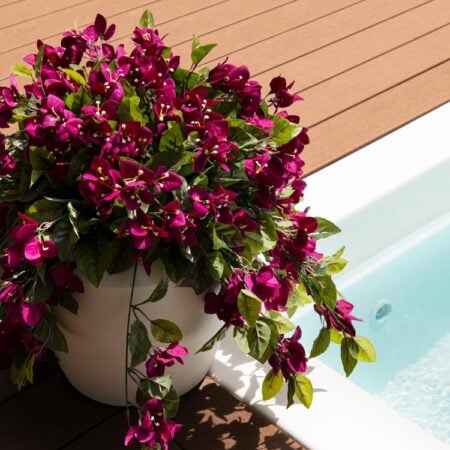 Bougainvillier mauve en pot de culture noir, 28 x 20