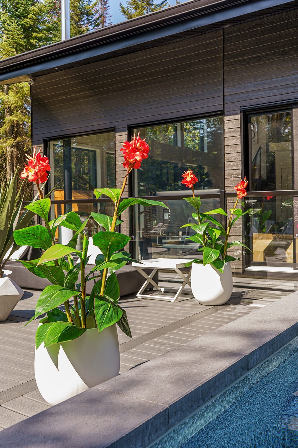 Canna rouge sur terrasse - Décors Véronneau