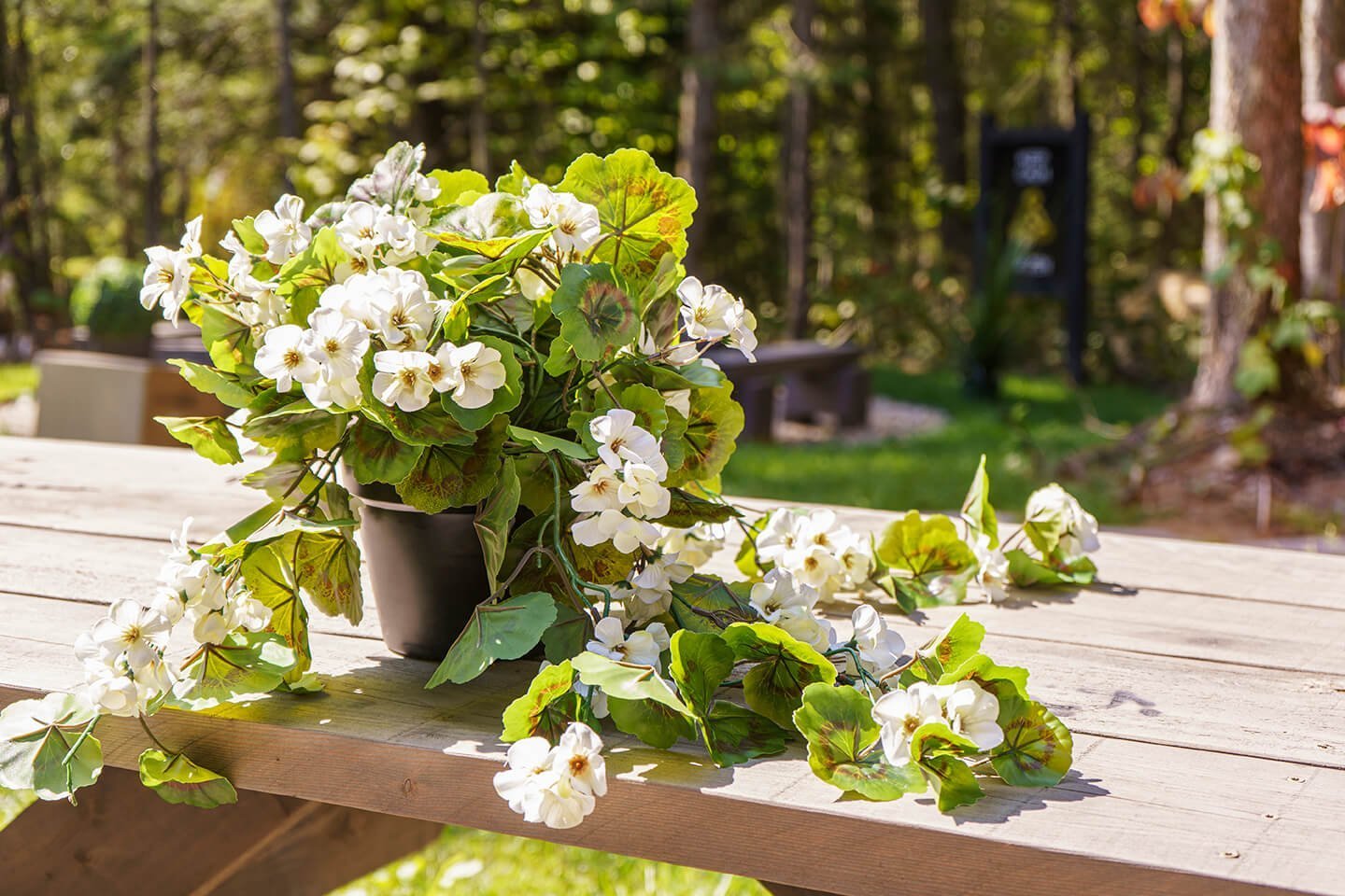 Géraniums blancs en pot de culture - Décors Véronneau