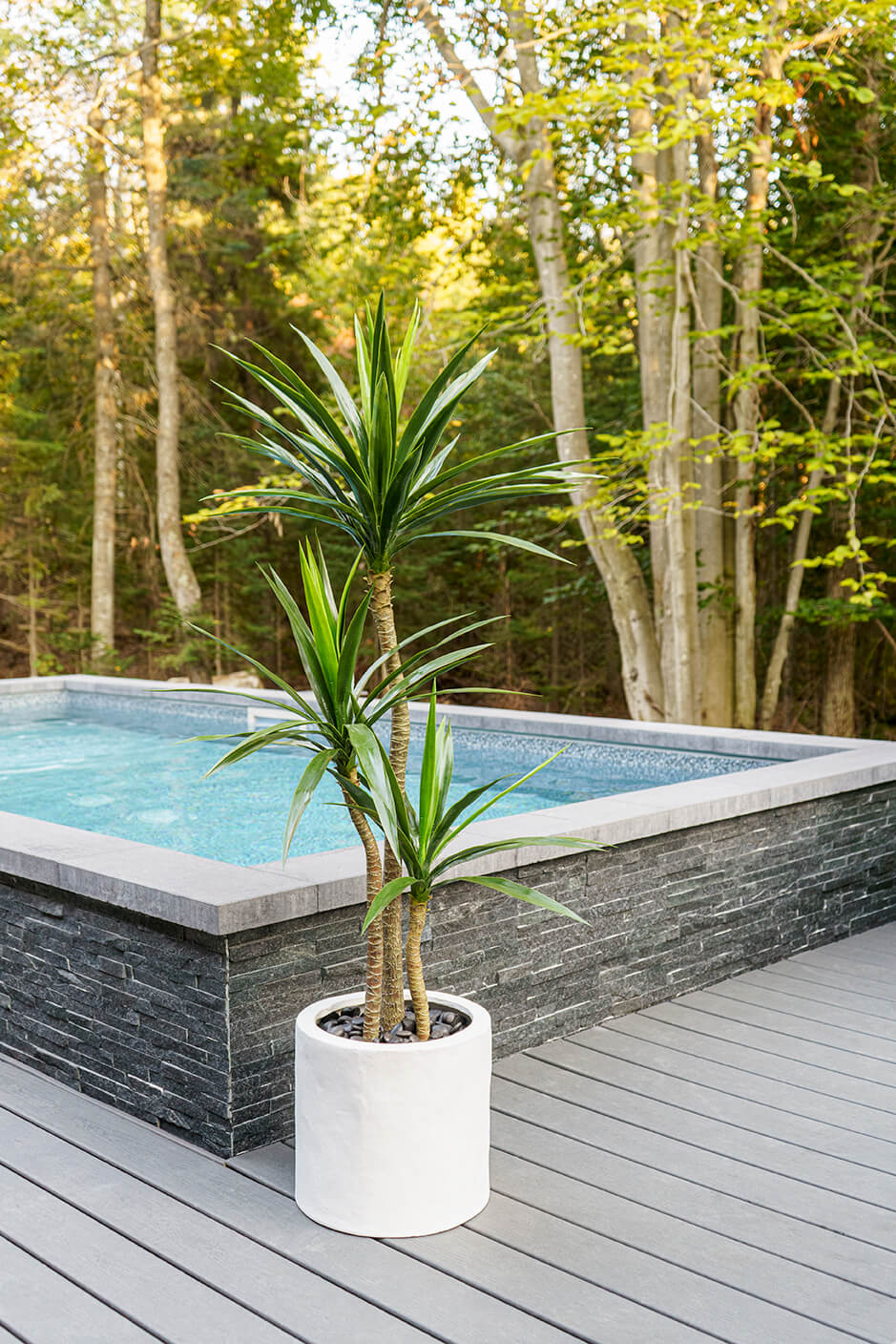 yucca-exterieur - Décors Véronneau