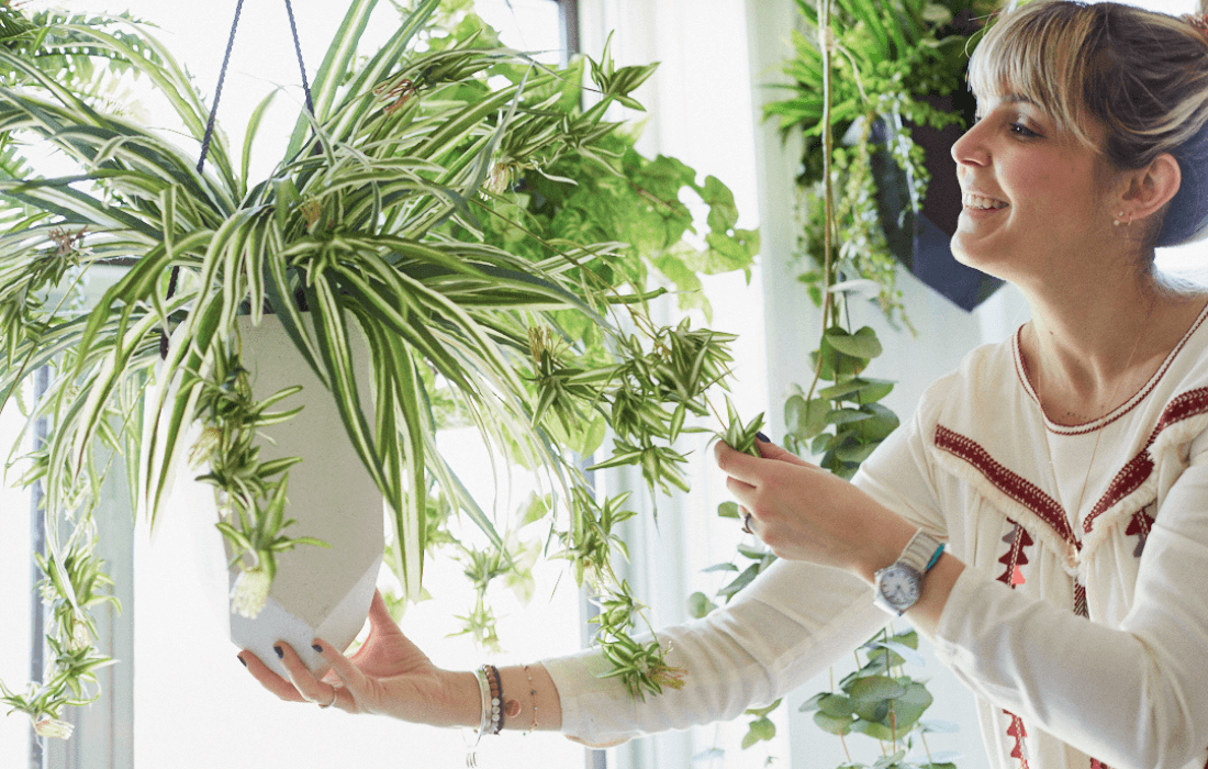 Plante suspendue et Vanessa Sicotte de Damask et dentelle - Décors Véronneau