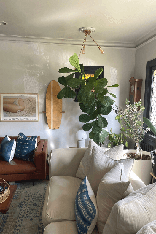 Ficus lyrata géant - Décors Véronneau