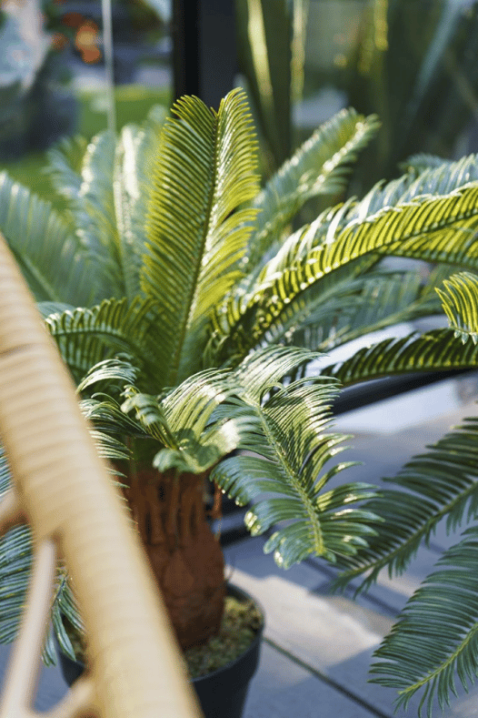 Palmier cycas extérieur sur une terrasse - Décors Véronneau
