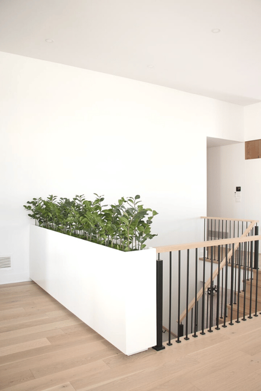 Plantes zamioculcas - Décors Véronneau