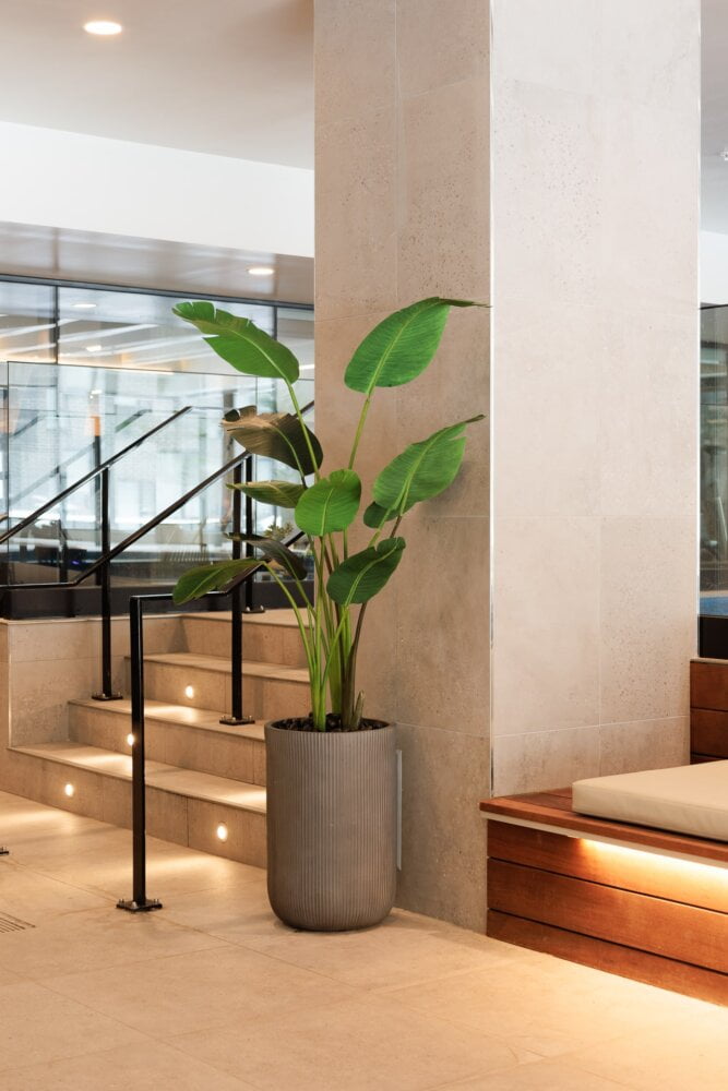 Oiseau du paradis en pot - Décors Véronneau