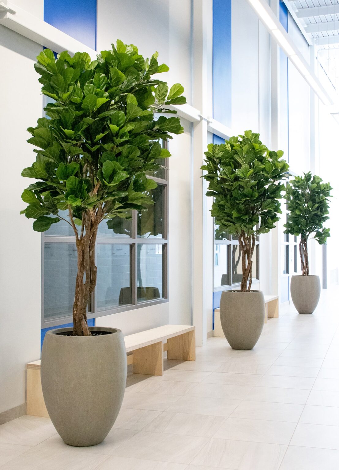 Fabrication de trois lyrata artificiels en pots faits main et créés sur mesure par nos artisans. - Décors Véronneau