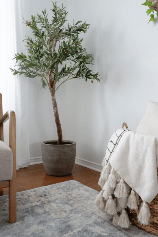 Arbre olivier dans une chambre - Décors Véronneau