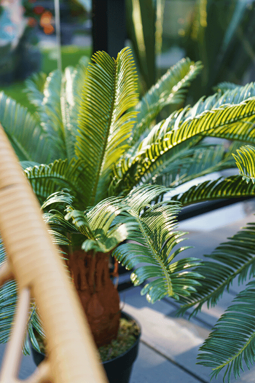 Feuillage de palmier cycas dans un pot - Décors Véronneau