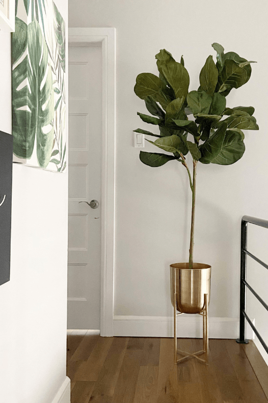 Plante ficus lyrata dans un pot or sur pied - Décors Véronneau