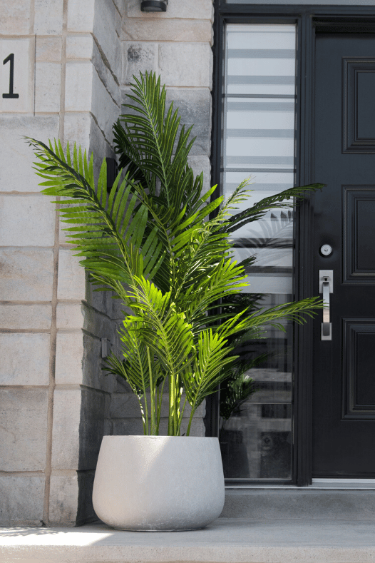 Palmier entrée extérieure - Décors Véronneau