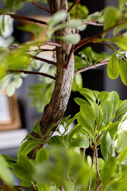Feuillage d'acacia - Décors Véronneau