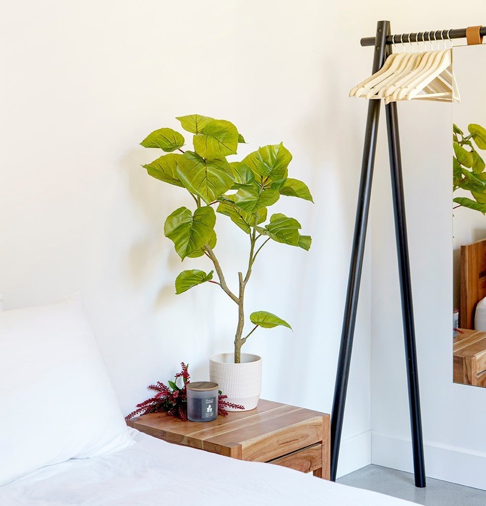 Ficus altissima petite plante verte chambre à coucher - Décors Véronneau