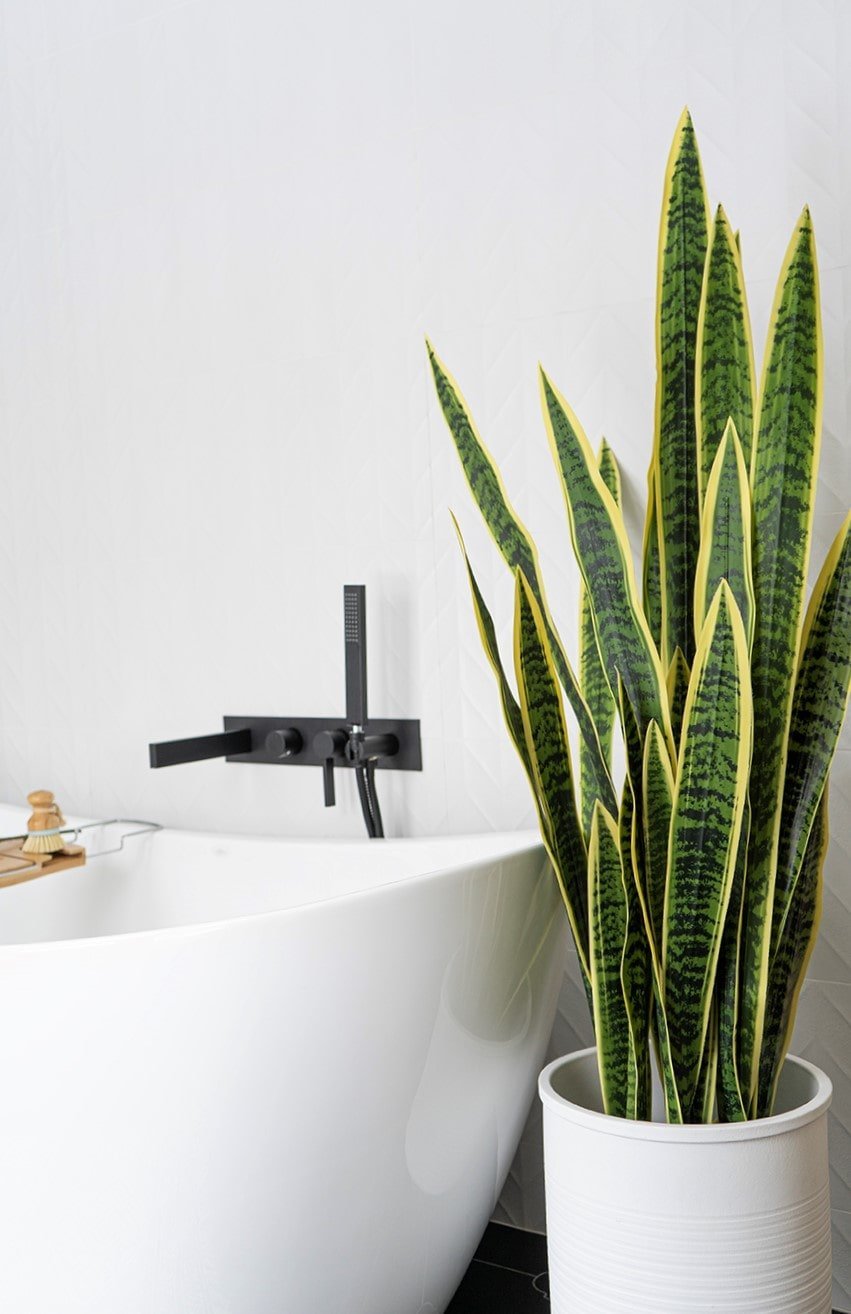 Grande sansevière bicolore dans une salle de bain moderne - Décors Véronneau