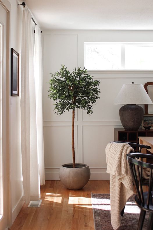 Olivier boule dans un pot en béton dans une salle à manger - Décors Véronneau
