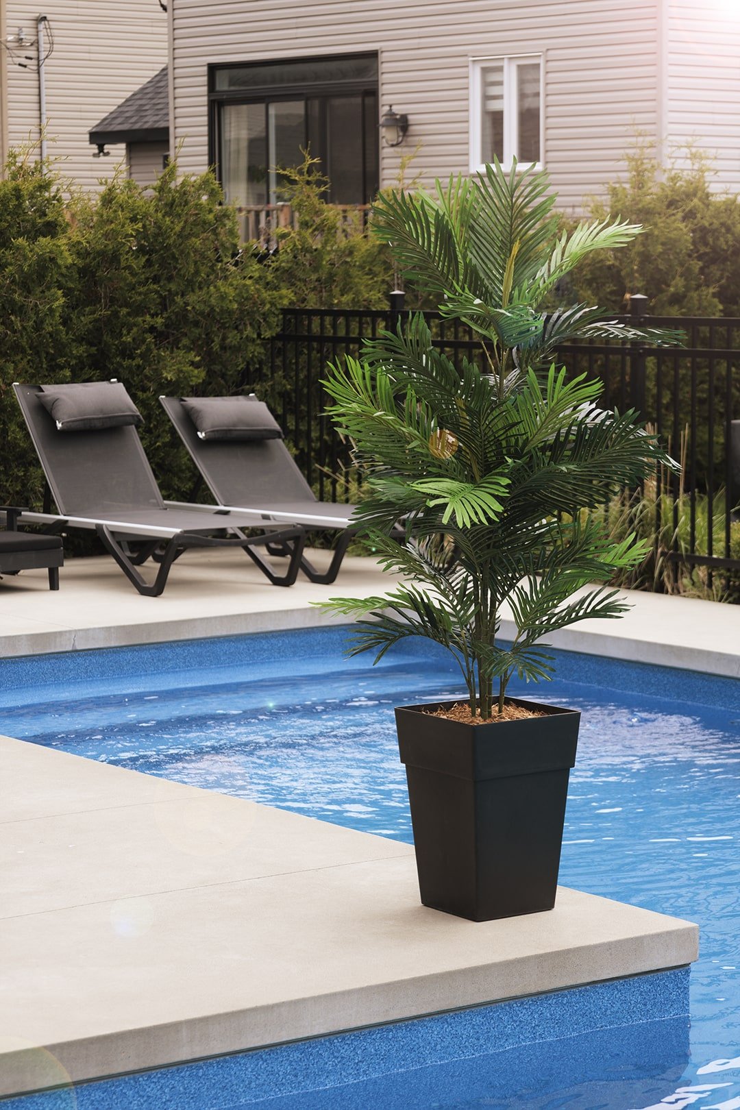 Palmier areca dans un pot en plastique noir sur le côté d'une piscine creusée - Décors Véronneau