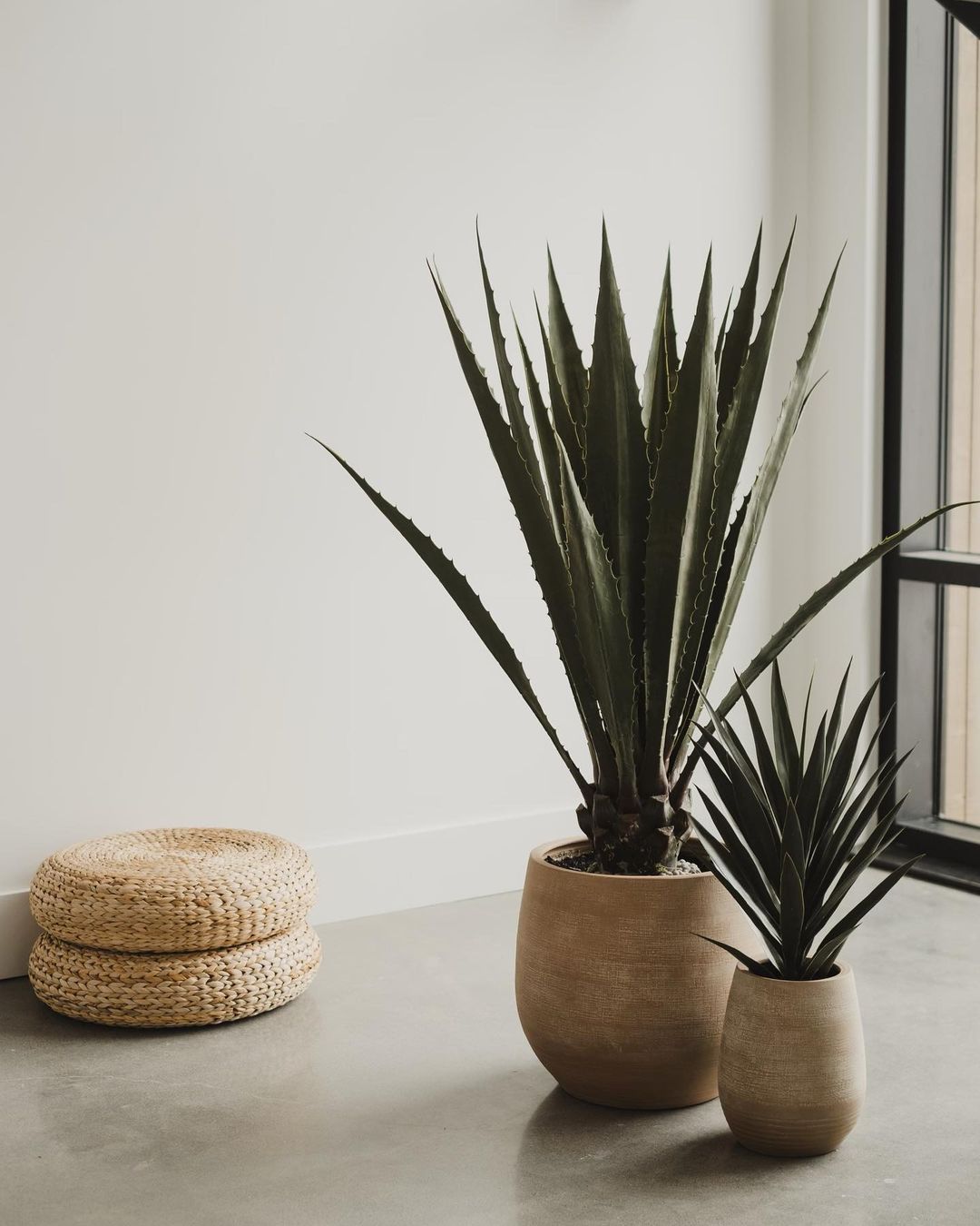 Duo d'agaves artificiels décors minimaliste moderne - Décors Véronneau