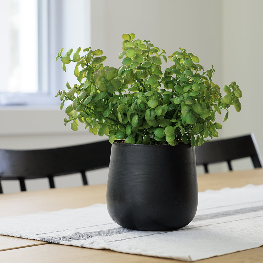 Plant de jade dans un petit pot de metal noir - Décors Véronneau