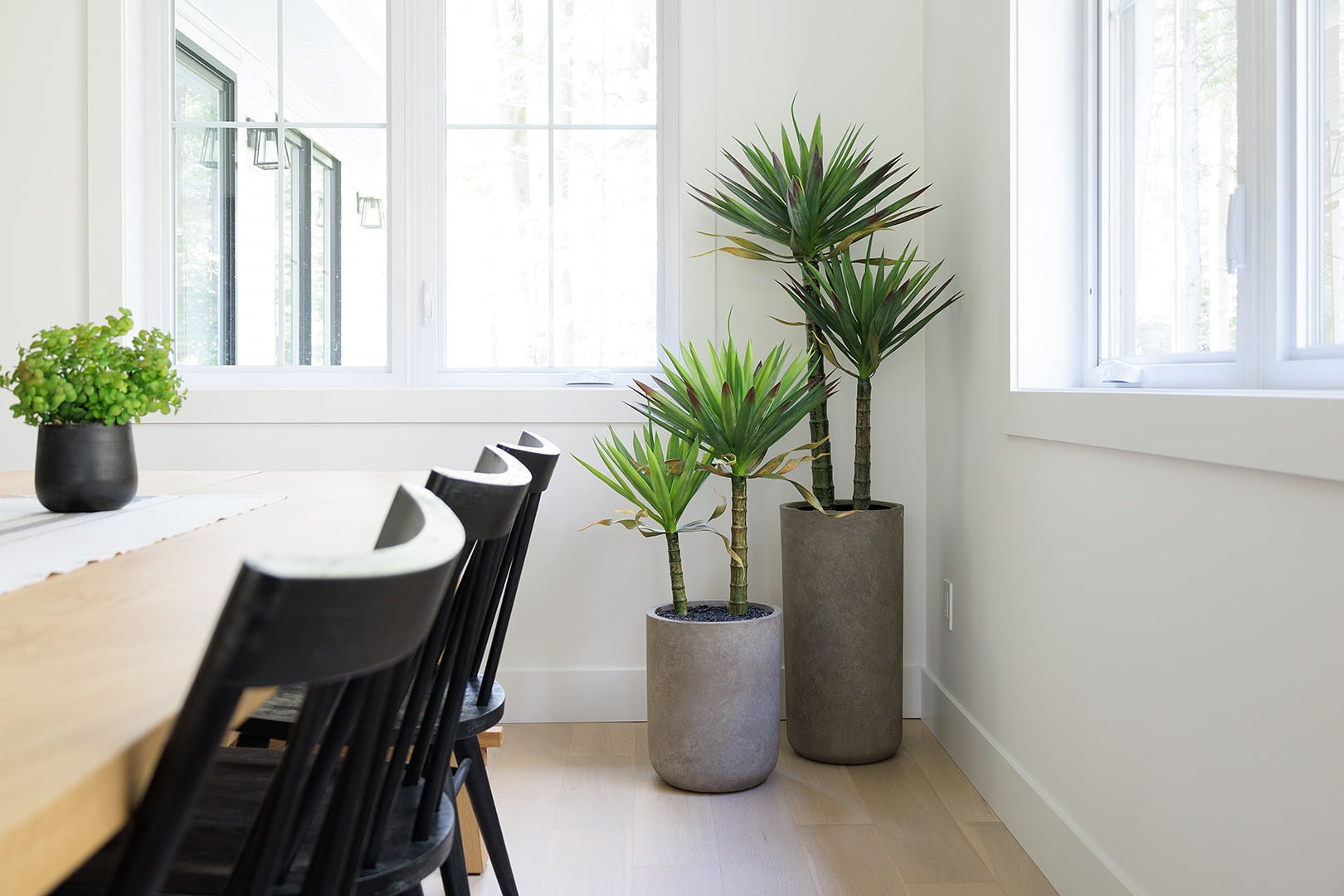 Agaves americana dans des pots de fibre d'argile - Décors Véronneau