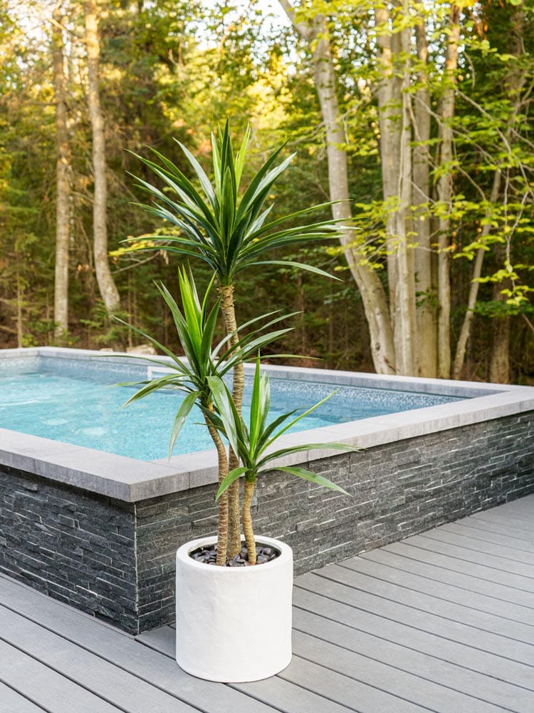 Yucca en pot blanc - Décors Véronneau