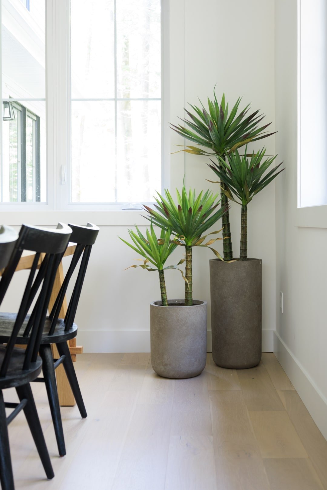 Agaves artificiels dans une salle à manger - Décors Véronneau
