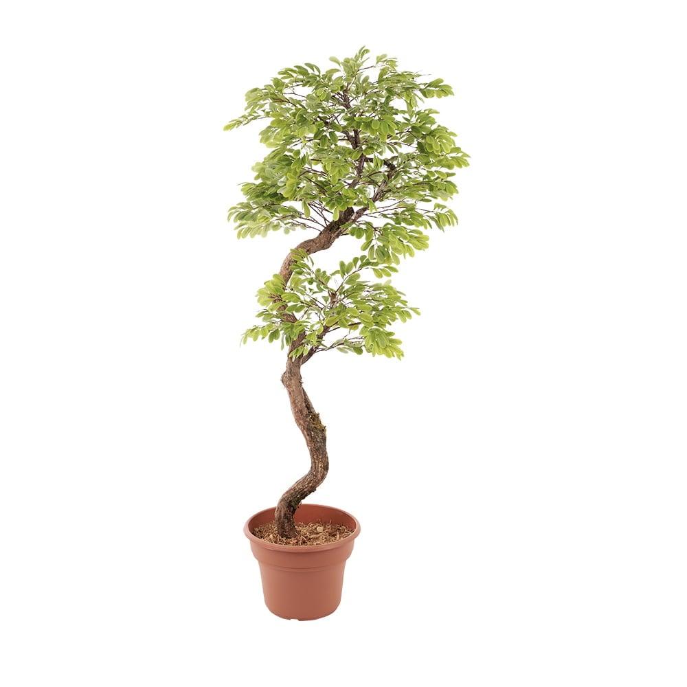 Arbre d'acacia artificiel fait main – Image 6 - Décors Véronneau