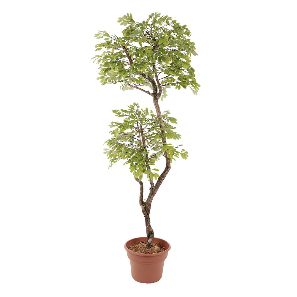 Arbre d'acacia artificiel fait main – Image 7 - Décors Véronneau