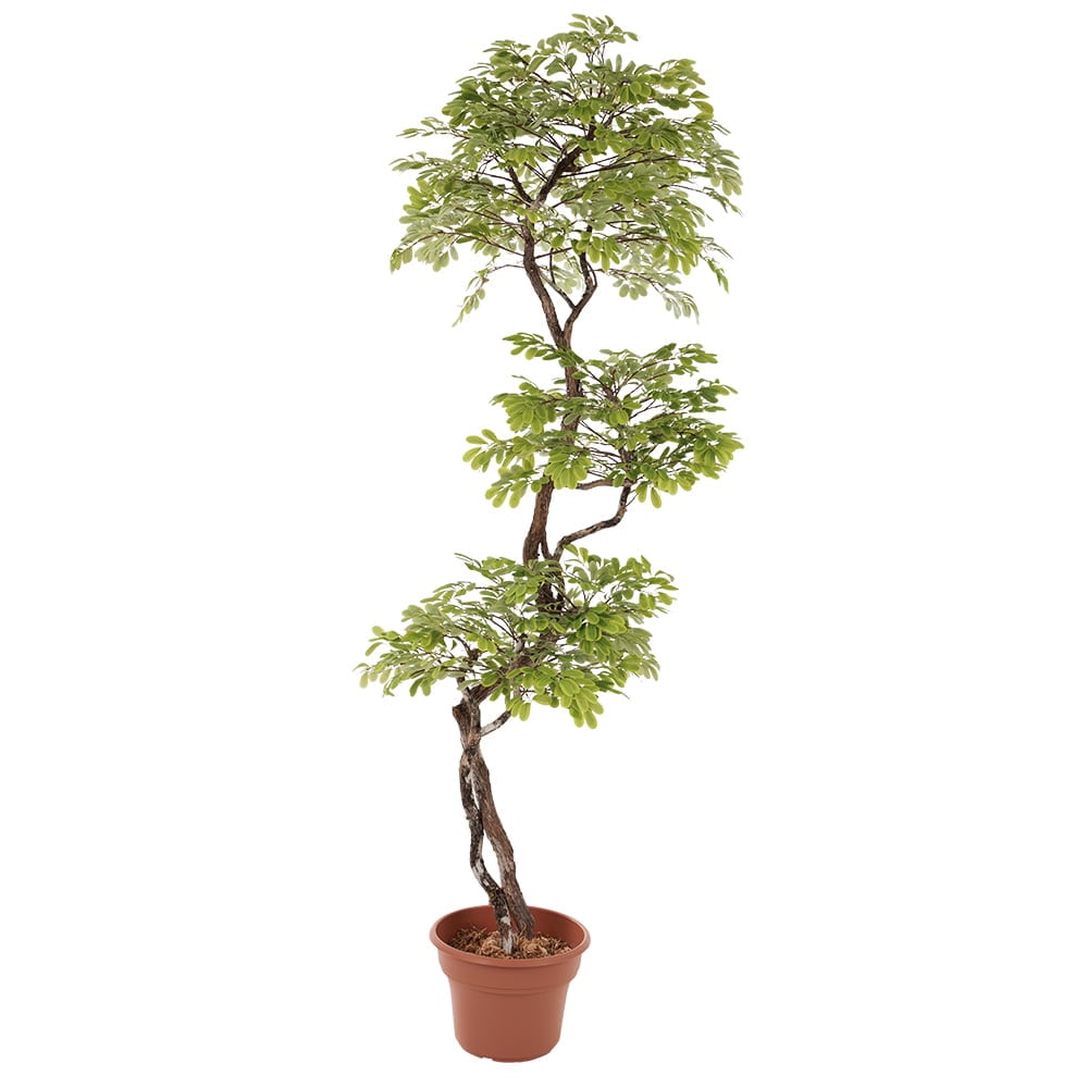 Arbre d'acacia artificiel fait main – Image 8 - Décors Véronneau