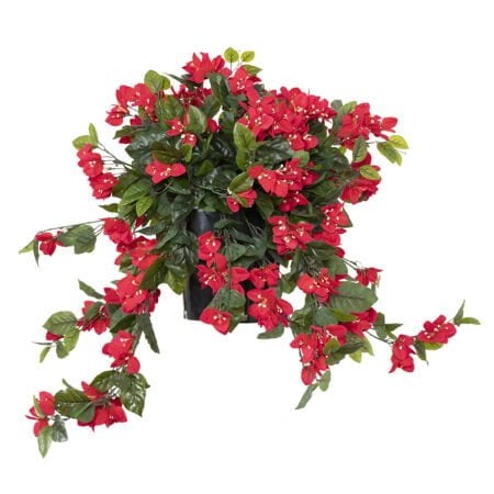 Potted bougainvillea, 28 x 20