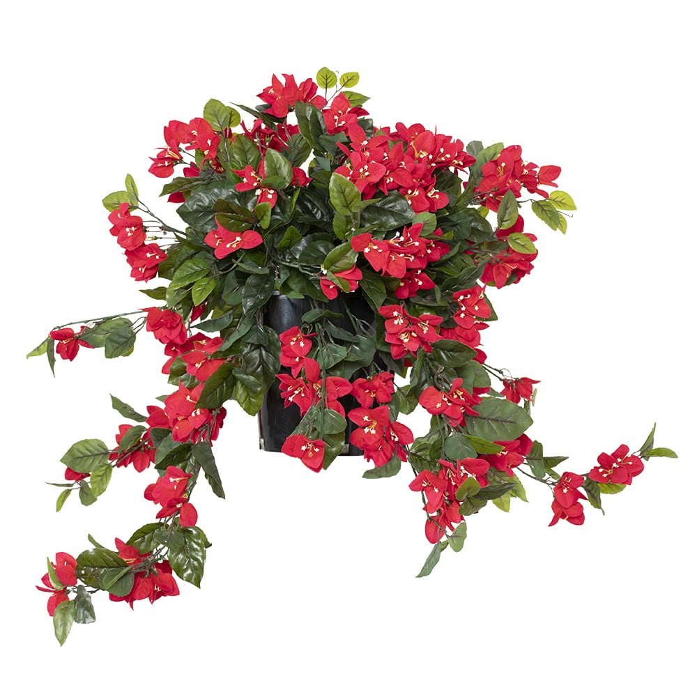 Bougainvillier en pot de culture noir, 28 x 20" - Décors Véronneau