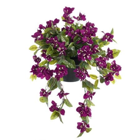 Potted purple bougainvillea, 22 x 12