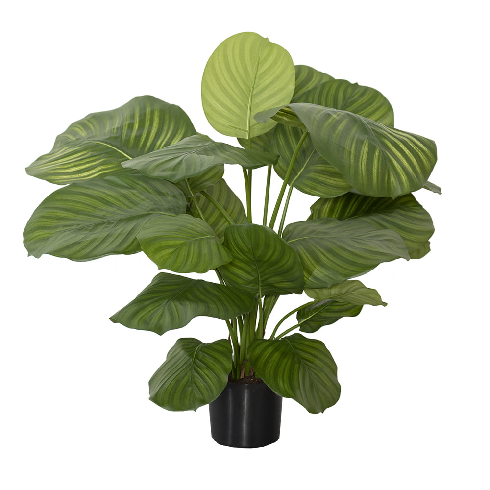 Plante artificielle calathéa fasciata, 31'' - Décors Véronneau