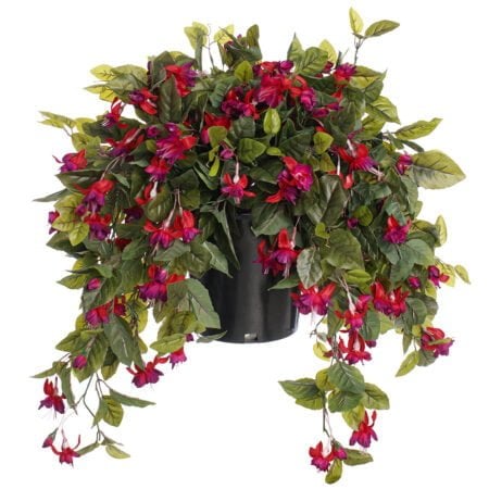 Potted fuchsias, 28 x 20