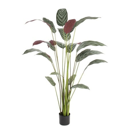 Artificial ctenanthe, 63