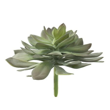 Echeveria, 10