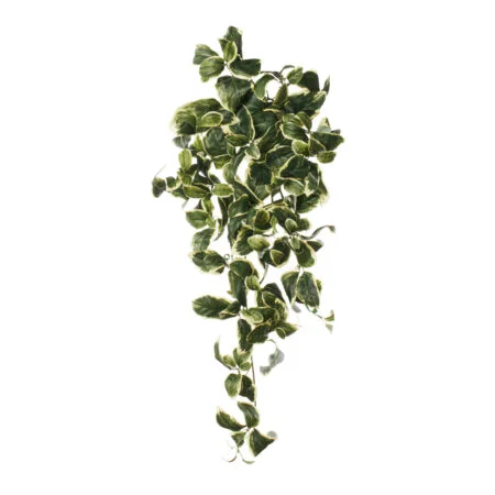 Artificial trailing euonymus plant, 35