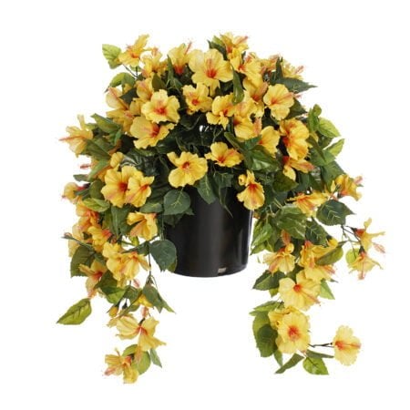 Potted yellow hibiscus, 28 x 20