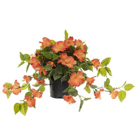 Orange hibiscus in black plastic planter 22 x 12